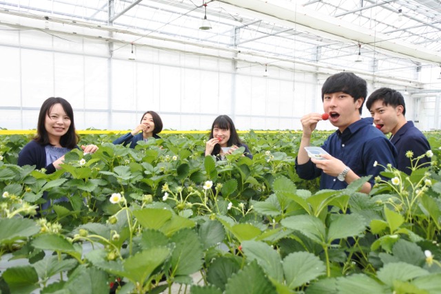 strawberry_picking